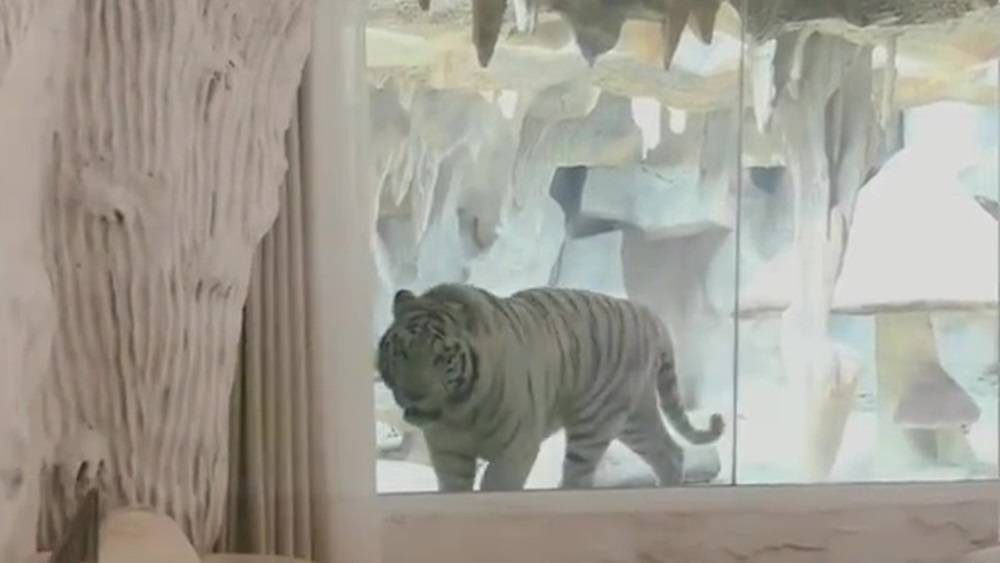 江蘇酒店推出虎景房 住客老虎僅隔一面玻璃