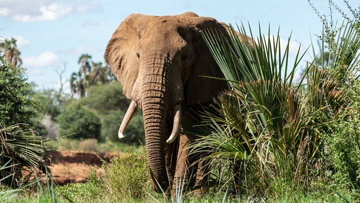 沙特漢遊非洲野生動物園 興奮下車後即遭大象踩死