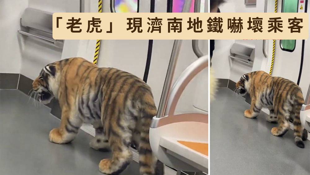 濟南地鐵乘客攜「老虎」搭車 乘客嚇一跳：主人還騎上去