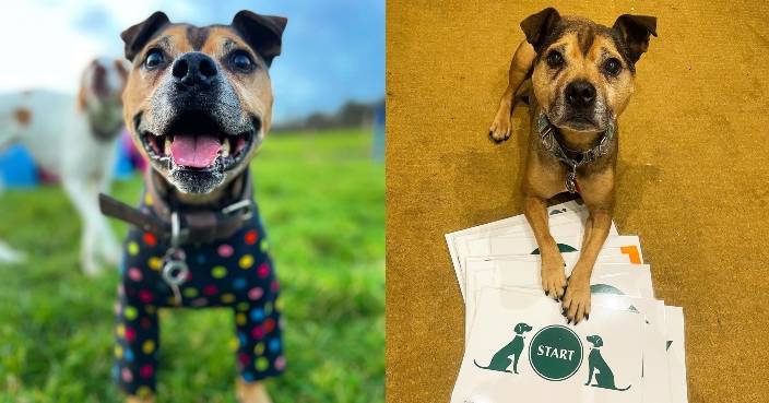 因被棄養情緒不安又緊張狗狗獲領養後學139種指令變冠軍汪