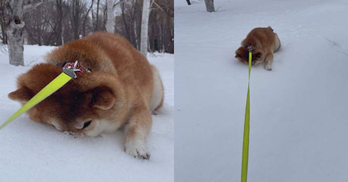 貪玩柴犬唔怕凍勁愛玩雪頭埋雪地拉極都唔肯回家