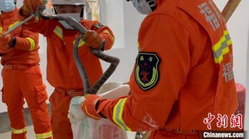 福州永泰：2米長眼鏡王蛇現村民家中 消防捕獲放生