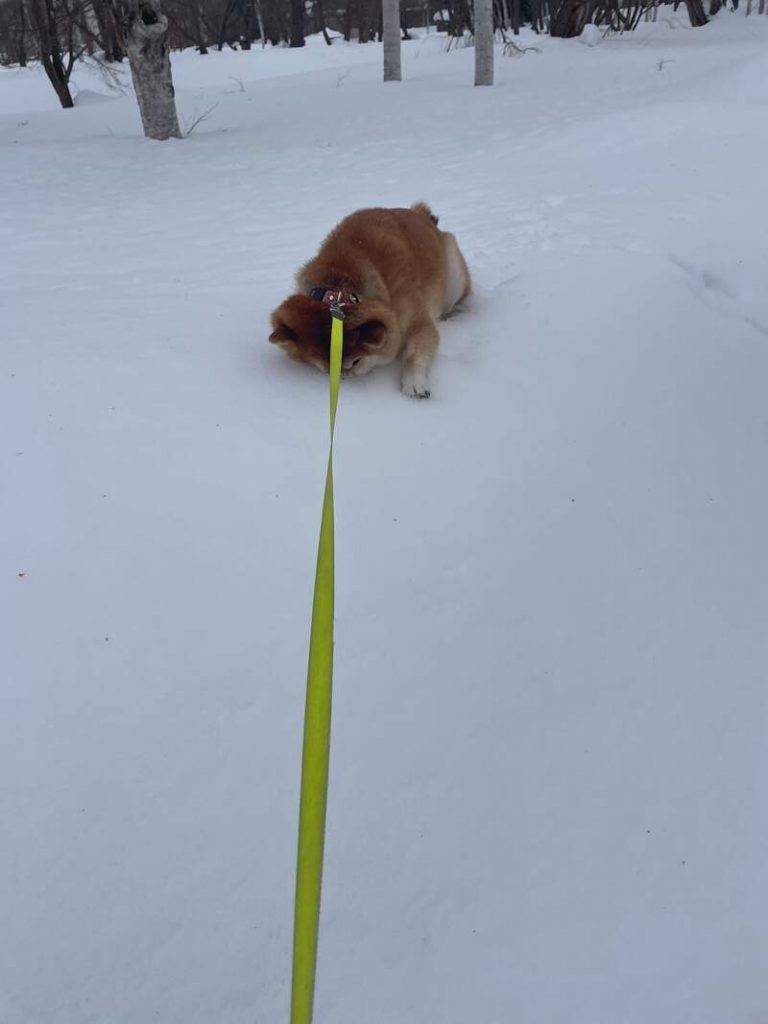 貪玩柴犬唔怕凍勁愛玩雪頭埋雪地拉極都唔肯回家