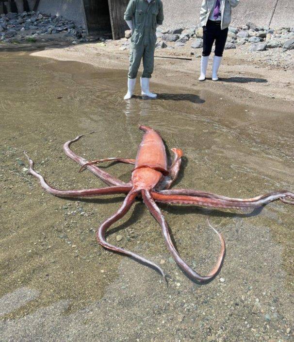 逾3米長「大王魷魚」被沖上岸 日本網民憂地震徵兆