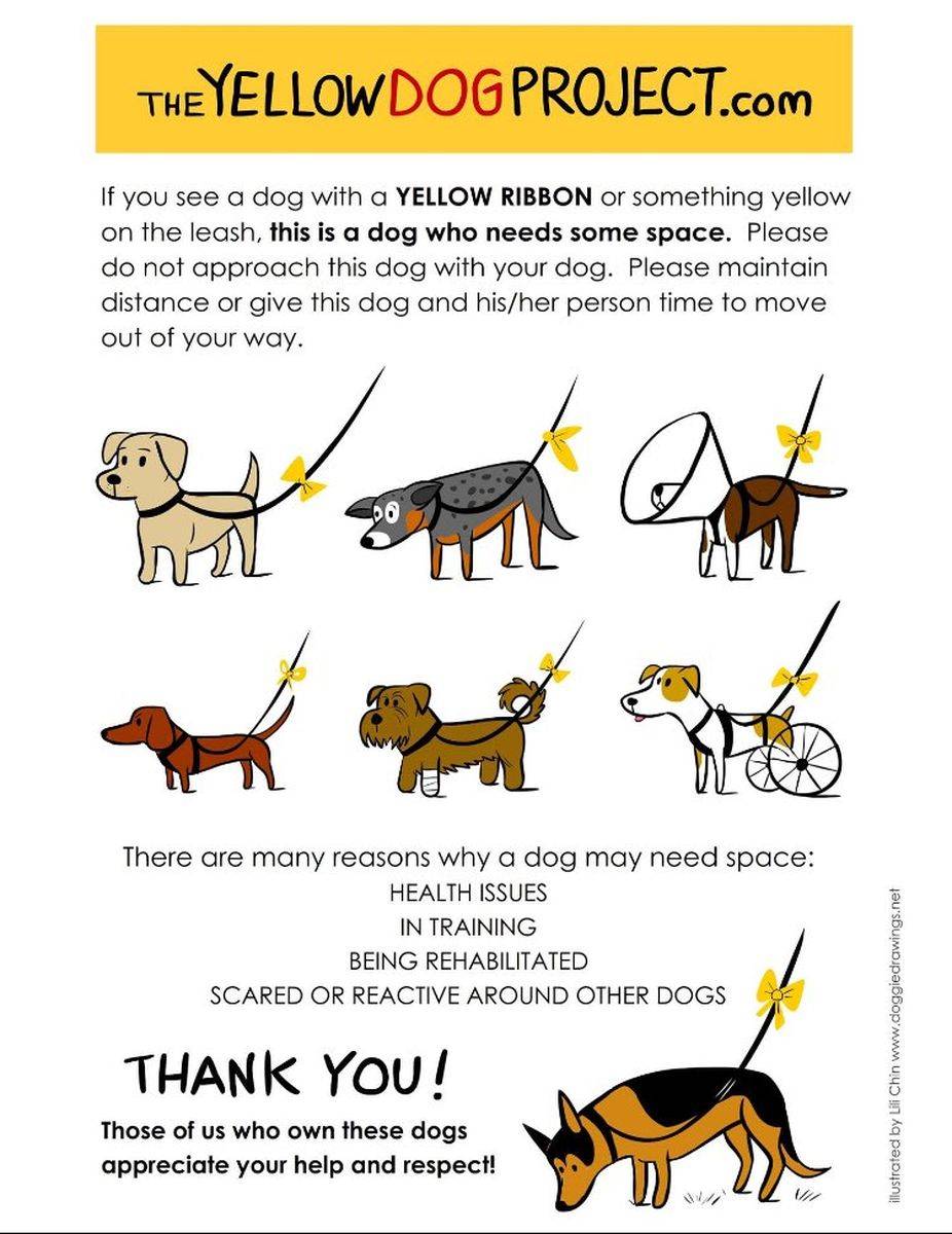 因身心問題對外界較敏感狗狗繫黃絲帶代表「需要空間」