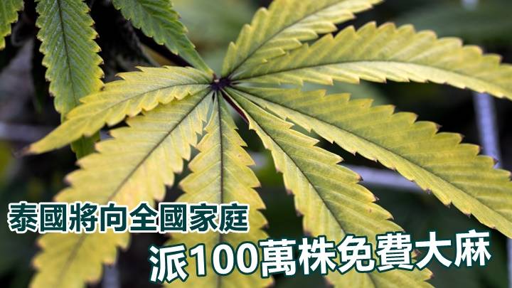 泰國6月將派發100萬株免費大麻 鼓勵民眾自行種植