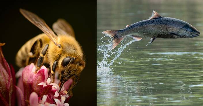 大黄蜂被歸魚類 加州法院 指蜂為魚 竟獲支持背藏暖心原因