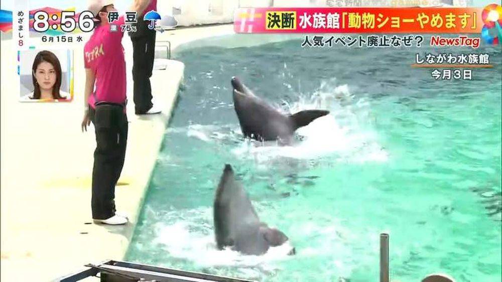 為減海獅海豚 工作壓力 日水族館取消動物表演環節