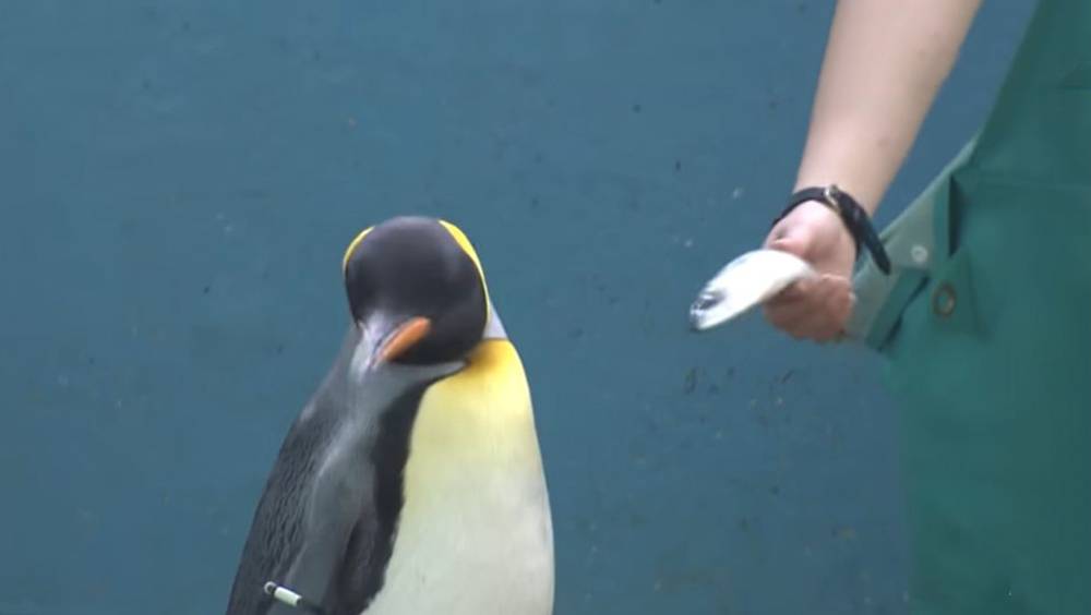 日本水族館因通脹換廉價魚 企鵝水獺拒吃