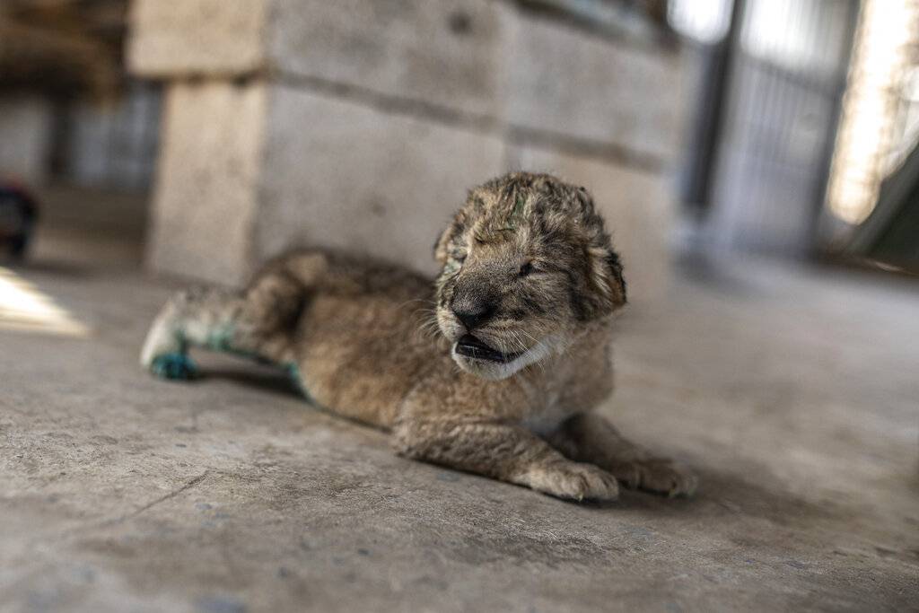 加沙地區動物園 3幼獅戰火下順利出生