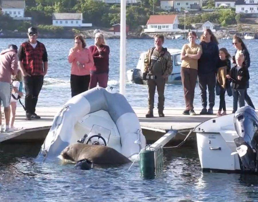 挪威超重海象成民眾寵兒 惟當局以威脅人類安全決定捕殺