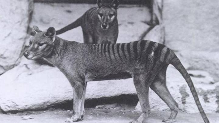 美澳科學家利用基因編輯技術 冀10年內復育袋狼 