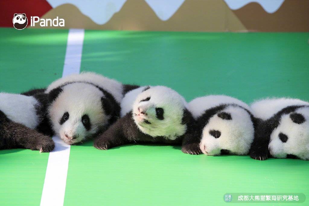 可愛扎堆！ 2022級熊貓寶寶集體亮相