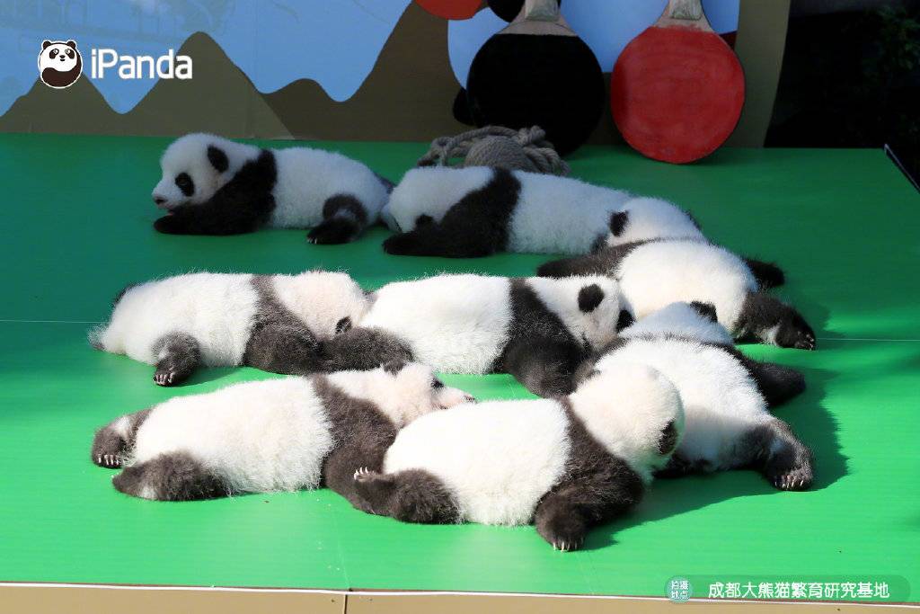 可愛扎堆！ 2022級熊貓寶寶集體亮相