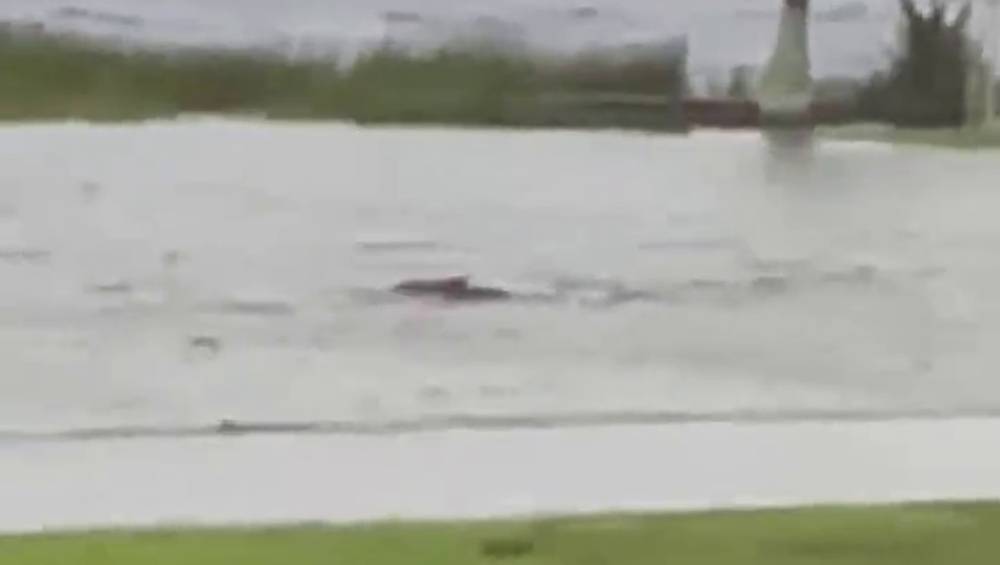 颶風伊恩橫掃佛州至少釀17死 街道洪水驚見鯊魚