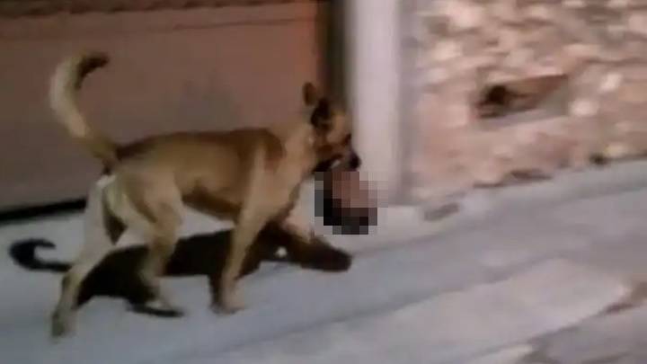 墨西哥小鎮驚見流浪狗叼人頭通街跑 警員奪回善後及調查