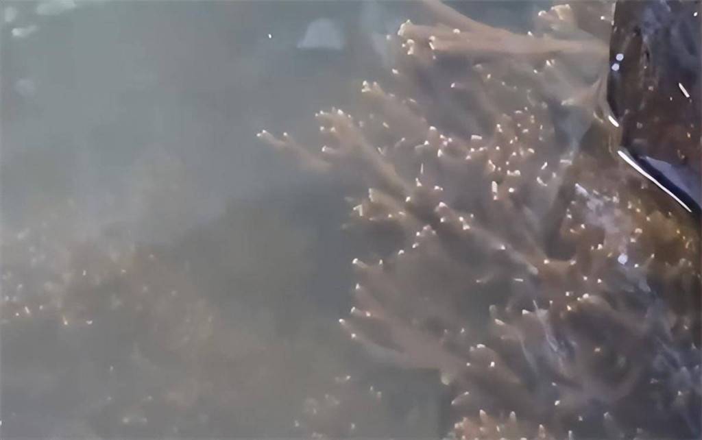 貴州發現6億年古老生物！竟是鹿角狀「海綿寶寶」