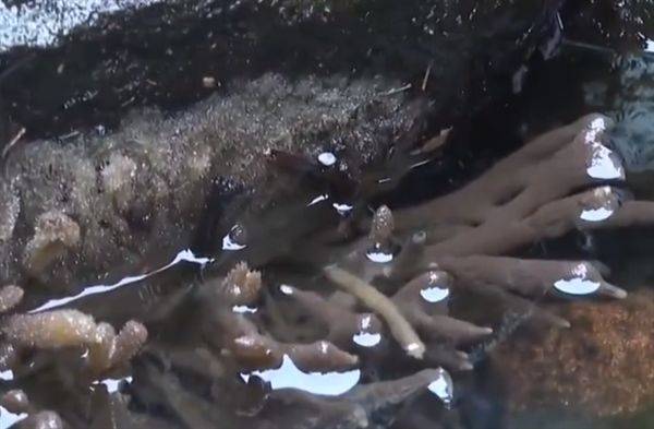 貴州發現6億年古老生物！竟是鹿角狀「海綿寶寶」