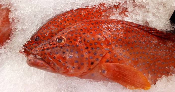 Hong Kong warns of ciguatera poisoning in coral fish; 12 species common in Hong Kong contain ciguatoxin causing paralysis and rashes.