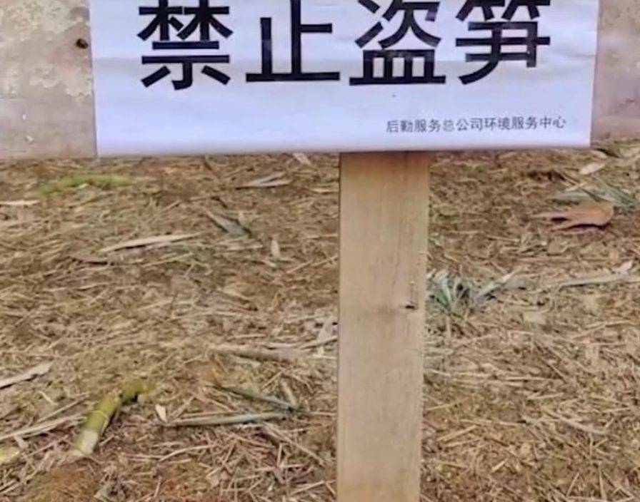 南京有大學開放公眾賞櫻 大媽組團備膠袋狂偷菜