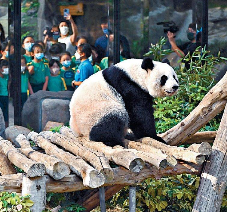 招聘多年零錄取 想做大熊貓飼養員有咩標準？館方：不是餵食陪玩咁簡單