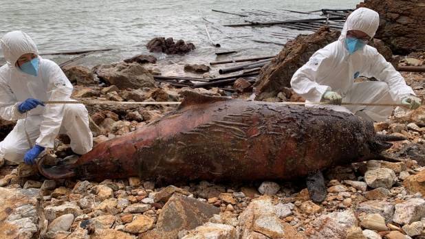 大澳文物酒店對出石灘發現的成年中華白海豚，身長約230厘米。 （香港海洋公園保育基金提供）