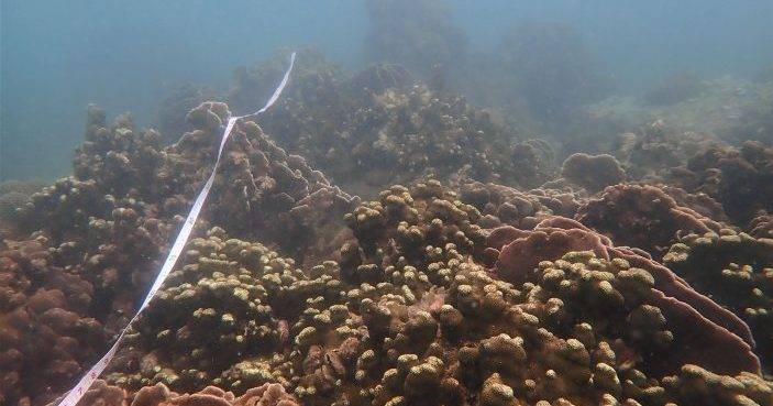 漁護署普查香港珊瑚礁 整體健康良好物種多樣性高