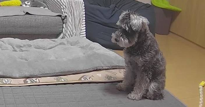 臨收工睇監控見寵物犬落寞坐地苦等 日飼主超內疚急趕回家