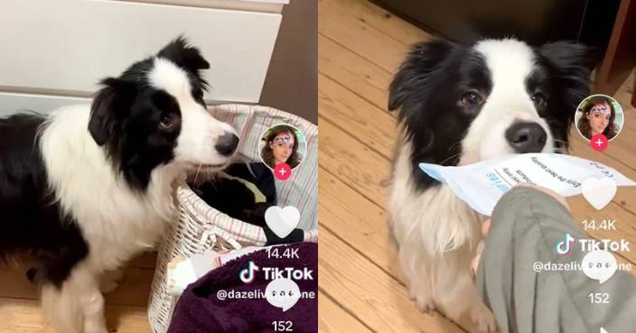 扔垃圾撿物品樣樣得 牧羊犬化身家務小能手 網讚：醒目過10歲仔