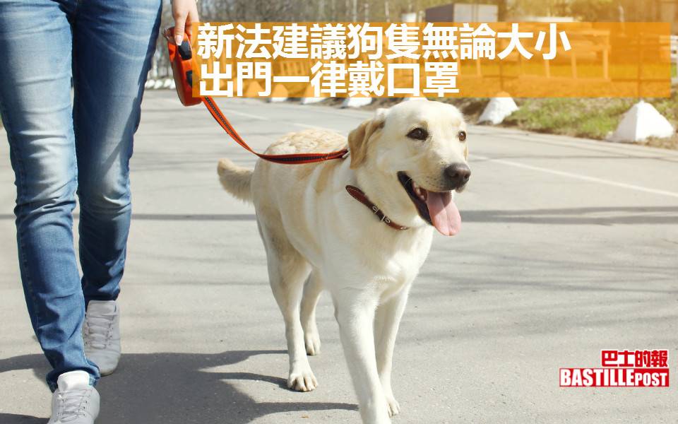 狗隻無論大小 出門一律戴口罩